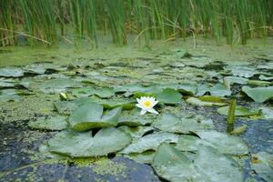 flor de loto blanco con polen amarillo en la superficie del agua foto