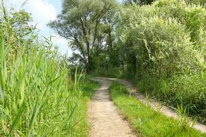 Landscape on the way in the marsh field photo