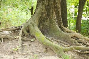 Mighty roots of an old tree in green forest in daytime photo