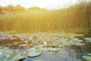 White lotus flower with yellow pollen on water surface photo