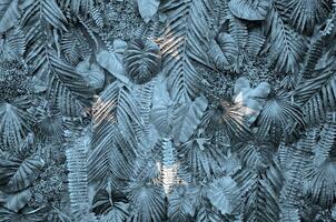 Micronesia flag depicted on many leafs of monstera palm trees. Trendy fashionable backdrop photo