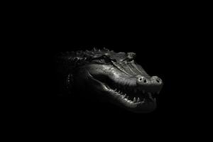 Close up view crocodile. Wild animal isolated on a black background. Neural network AI generated photo