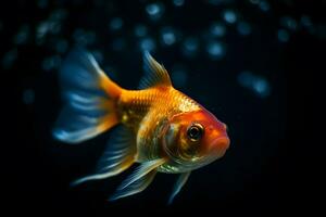 goldfish on a dark background. Neural network AI generated photo