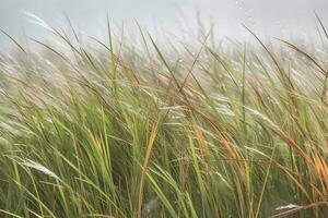 drops of dew on a green grass. Neural network AI generated photo