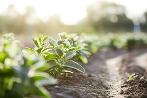 Stevia rebaudiana, sweet leaf sugar substitute isolated on field background. Neural network AI generated photo