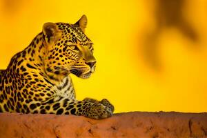 Leopard on a yellow background. Neural network AI generated photo