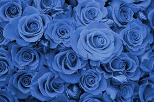 Close up of bright bunch of fresh beautiful roses. phantom classic blue color photo