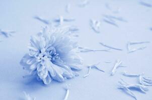 White Chrysanthemum flower head and many petals on pastel blue with blurred background. phantom classic blue color photo