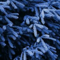 mullido abeto árbol desayuno tardío cerca arriba. Navidad fondo de pantalla concepto con Copiar espacio. fantasma clásico azul color foto