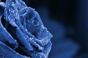 Fresh and wet phantom blue rose with droplets in macro photo