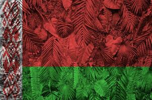 Belarus flag depicted on many leafs of monstera palm trees. Trendy fashionable backdrop photo