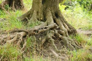 Mighty roots of an old tree in green forest in daytime photo