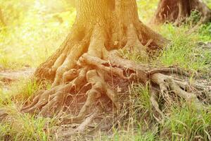 Mighty roots of an old tree in green forest in daytime photo