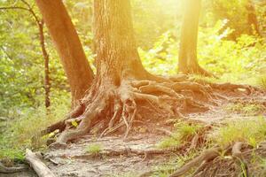 Mighty roots of an old tree in green forest in daytime photo