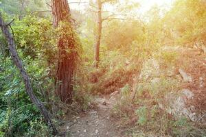 Tropical jungles of Southeast Asia in august photo