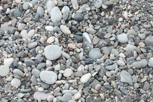 Texture of pebbles from the sea shore bank beach photo