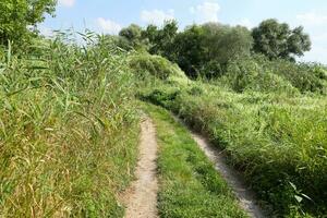 Landscape on the way in the marsh field photo