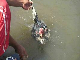 A Bangkok chicken with blorok feathers being bathed by its owner in the pool video