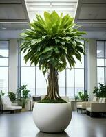 giant plant standing in the middle of the office illustration photo