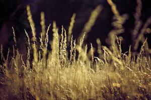 golden summer wild grass in the eternal warm gentle sun photo