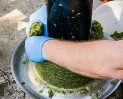 The process of making homemade grape wine. A winemaker collects grape pulp from a hydraulic press. photo