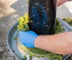 The process of making homemade grape wine. A winemaker collects grape pulp from a hydraulic press. photo