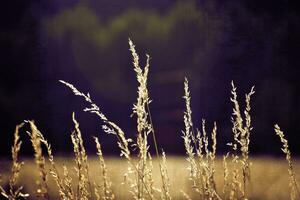 golden summer wild grass in the eternal warm gentle sun photo