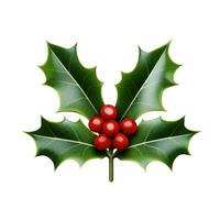 Holly berry leaves. Christmas decoration isolated on background photo