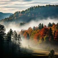 Foggy morning with trees changing colors. photo