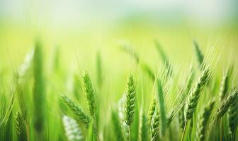 Macro shot of young green wheat ears. Created with AI photo