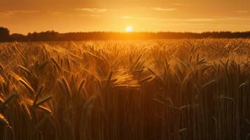 Beautiful Sunset wheat golden field in the evening, AI Generative photo