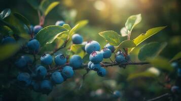 Forest Harvest, Abundant Blueberries on Bushes in a Serenely Lit Woodland. Generative AI photo