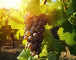 soleado verano, racimos de maduro uvas en el viñedo, lleno, cristal claro fruta, viñedos en el fondo, generativo ai foto