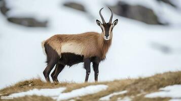 Calm wild alpine chamois with brown fur and horns walking on dry grassy lawn covered with white snow in winter nature of national park. Generative AI photo