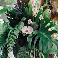 Dark green leaves monstera or split leaf philodendron. photo