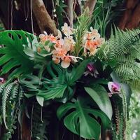 Dark green leaves monstera or split leaf philodendron light and shadow background. photo