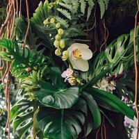 Dark green leaves monstera or split leaf philodendron. Generative AI photo