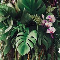 Dark green leaves monstera or split leaf philodendron light and shadow background. Generative AI photo