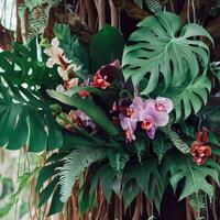 Dark green leaves monstera or split leaf philodendron. photo