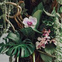 Dark green leaves monstera or split leaf philodendron light and shadow background. photo