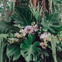 Dark green leaves monstera or split leaf philodendron light and shadow background. photo
