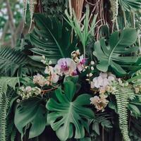 Dark green leaves monstera or split leaf philodendron light and shadow background. Generative AI photo