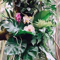 Dark green leaves monstera or split leaf philodendron light and shadow background. photo