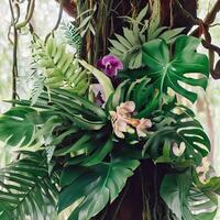 Dark green leaves monstera or split leaf philodendron light and shadow background. Generative AI photo