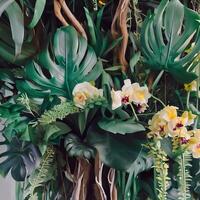 Dark green leaves monstera or split leaf philodendron light and shadow background. photo