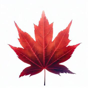 a red maple leaf with a white background and a white background Generative AI photo