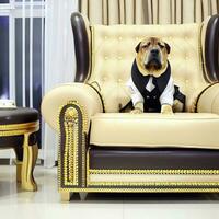 un perro vistiendo un smoking se sienta en un oro y negro silla generativo ai foto