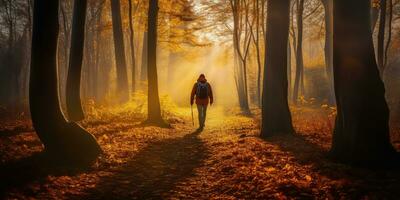 Tourists trekking amazing autumn forest in the morning sunlight. Red and yellow leaves on trees in the forest golden forest landscape photo