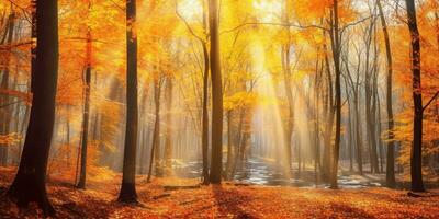 Tourists trekking amazing autumn forest in the morning sunlight. Red and yellow leaves on trees in the forest golden forest landscape photo