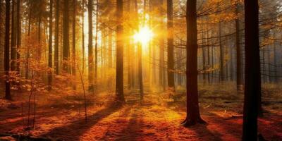 Tourists trekking amazing autumn forest in the morning sunlight. Red and yellow leaves on trees in the forest golden forest landscape photo